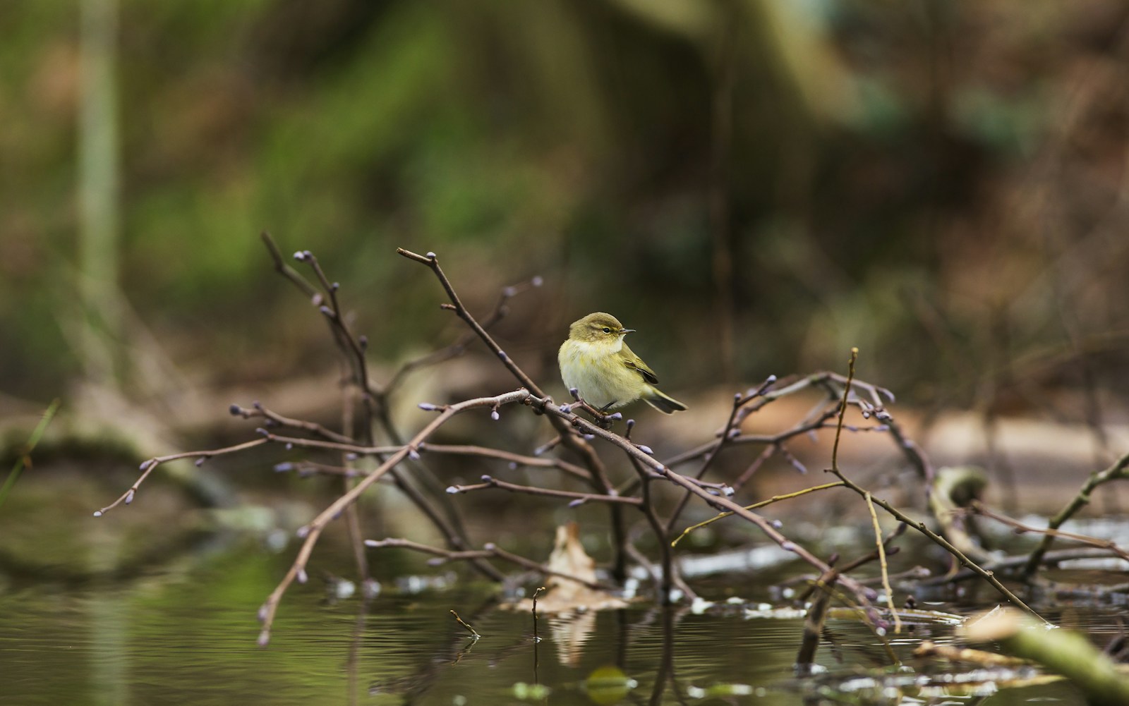 Chiffchaff beaver dam