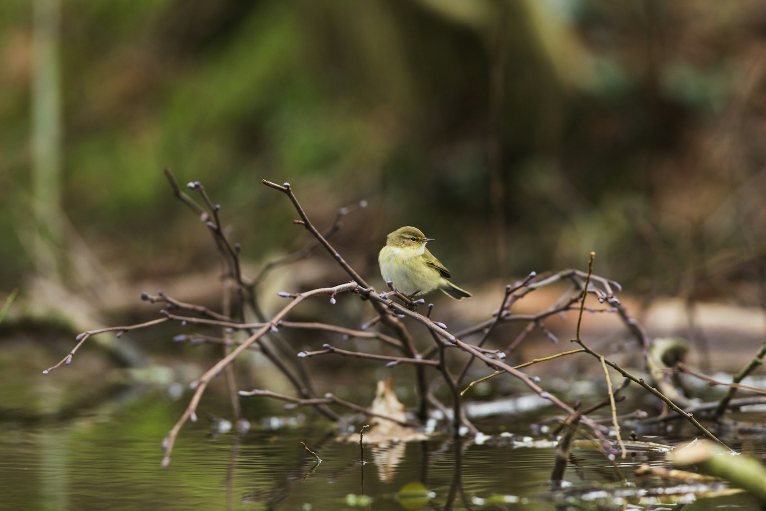 Chiffchaff on beaver dam