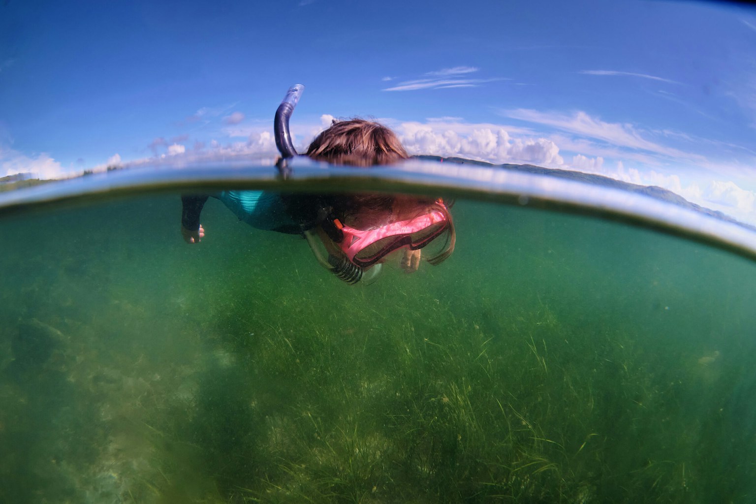 Child snorkelling over kelp forest in Scotland.
