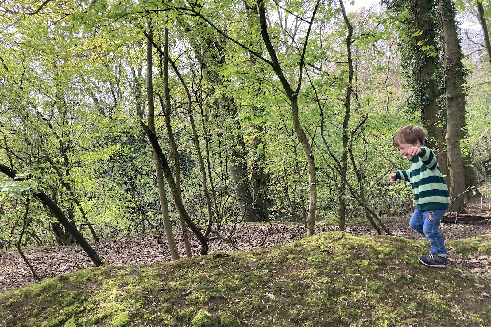 Child enjoying Allestree Park woodland