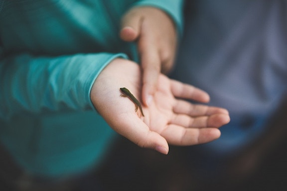 Child holding tiny lizard
