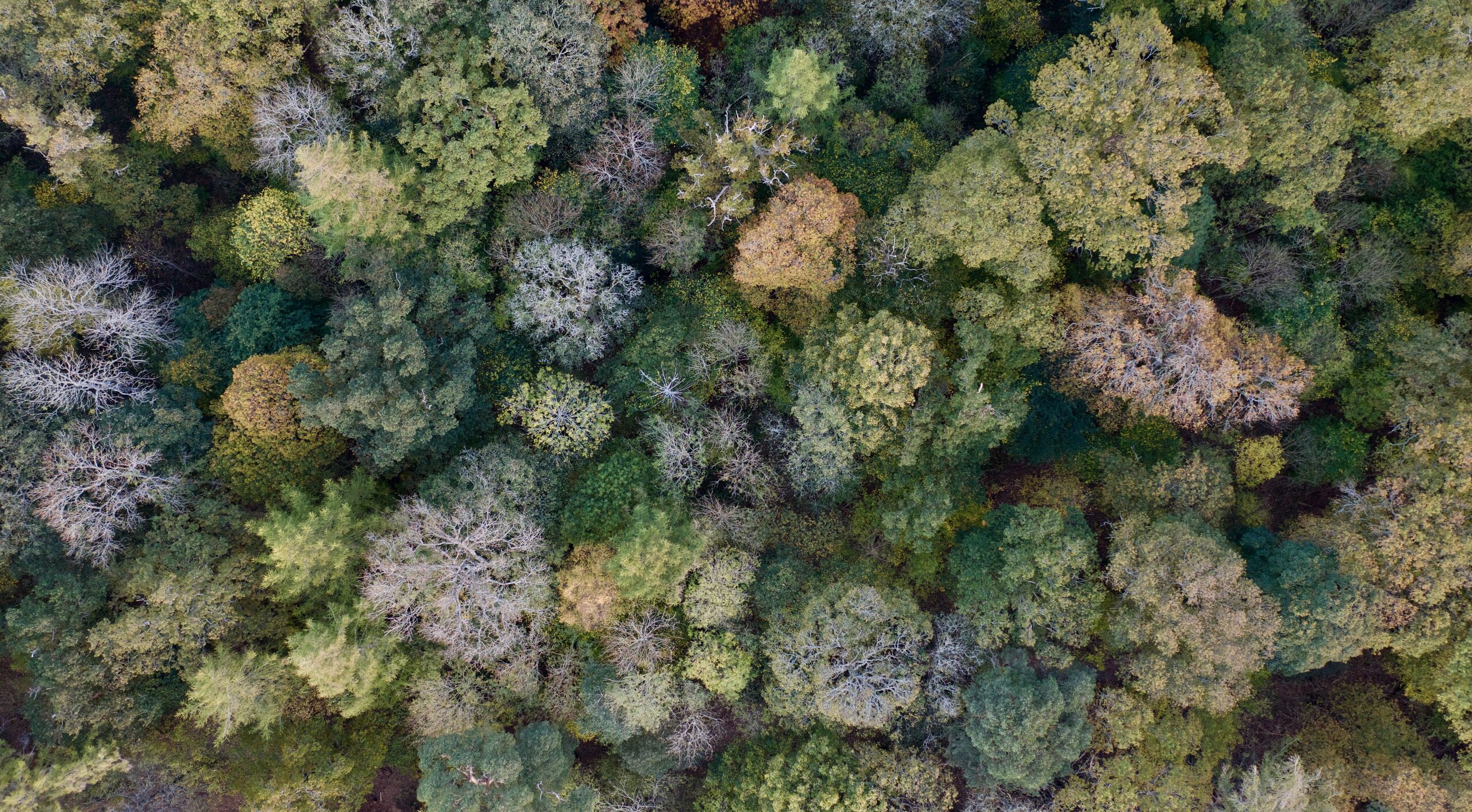 Close-up autumn forest canopy, Lake District, UK.