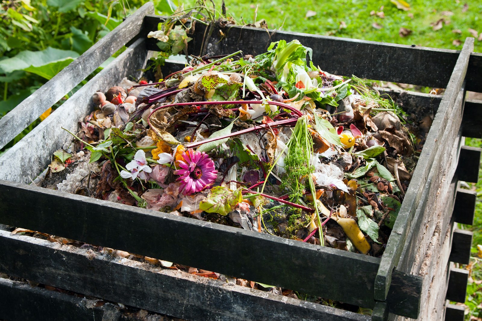 Compost wildlife