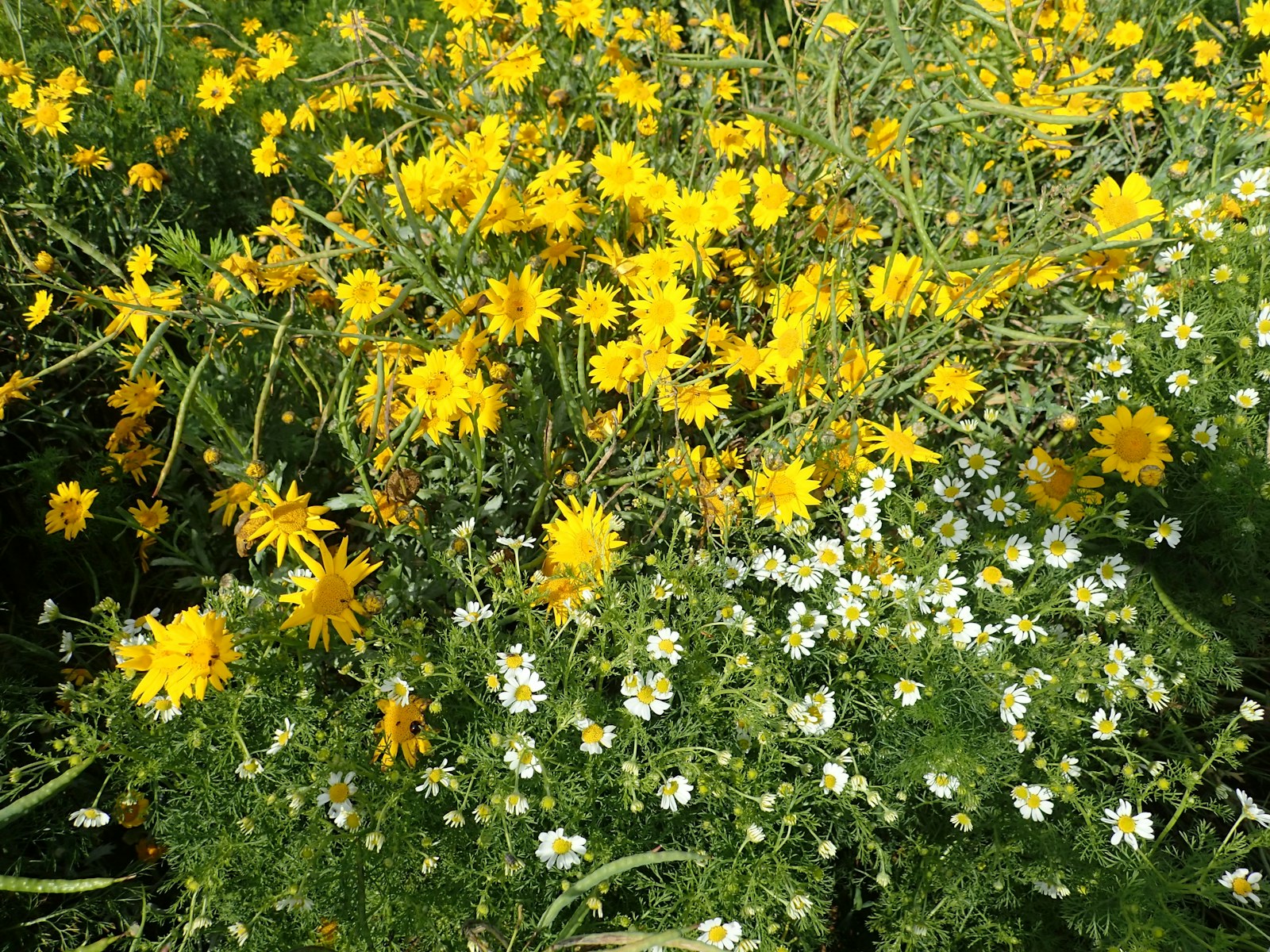 Corn marigold and stinking chamomile flowers growing at Wild Ken Hill