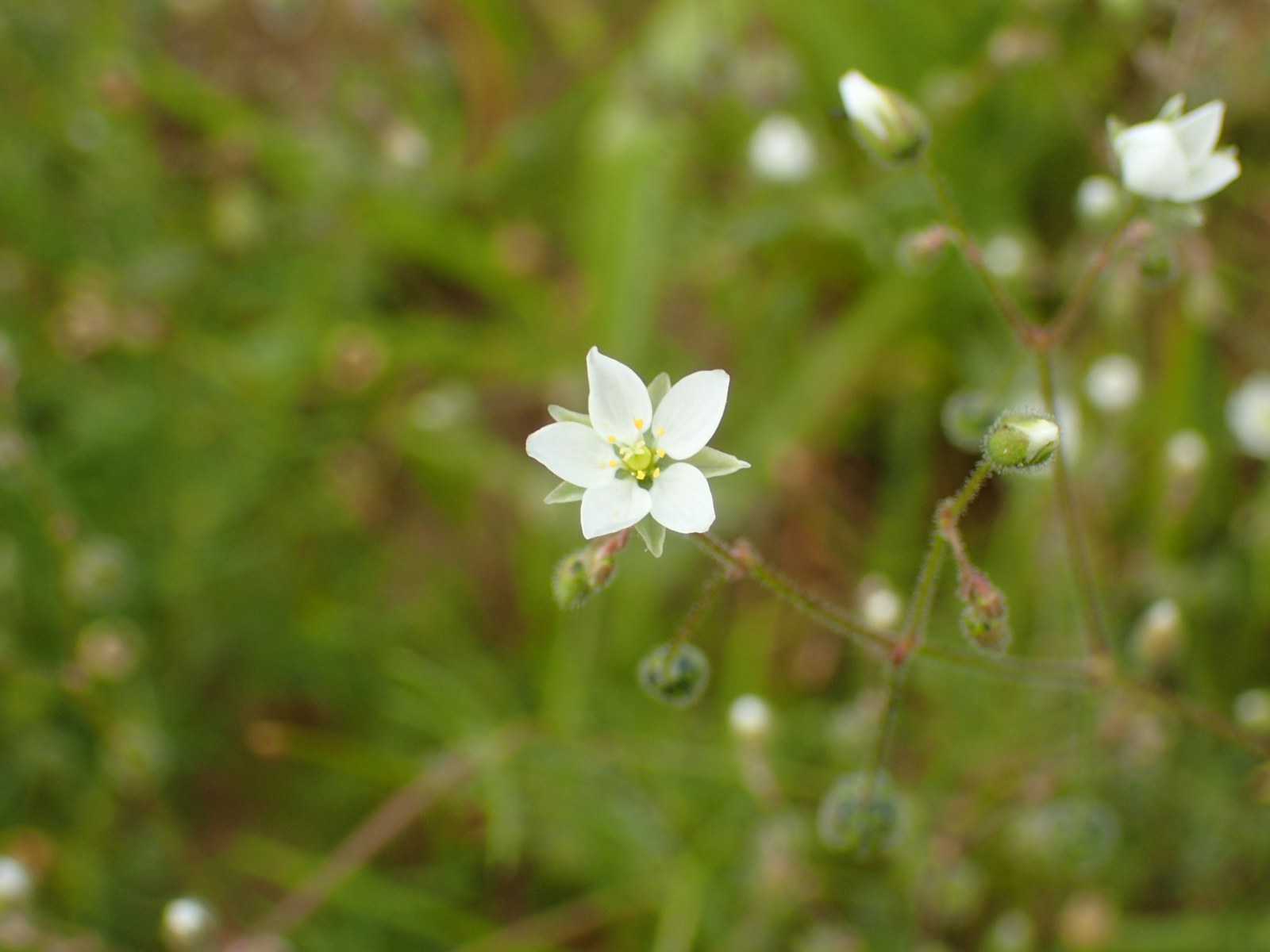 The wildflower corn spurrey growing in a field