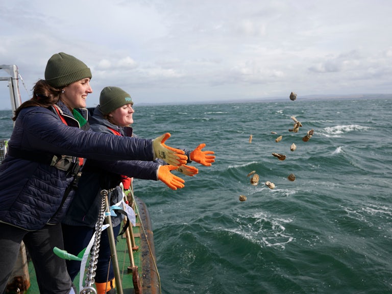 People releasing oysters into sea