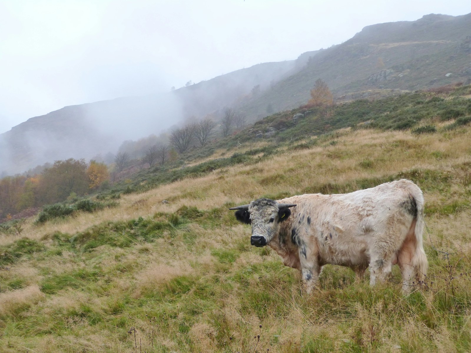 Cowgilfach misty