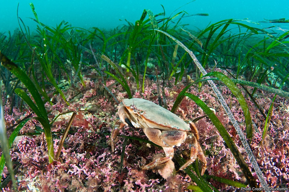 Crab in Sea Grass