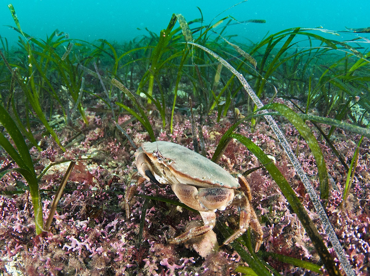 Crab in sea grass