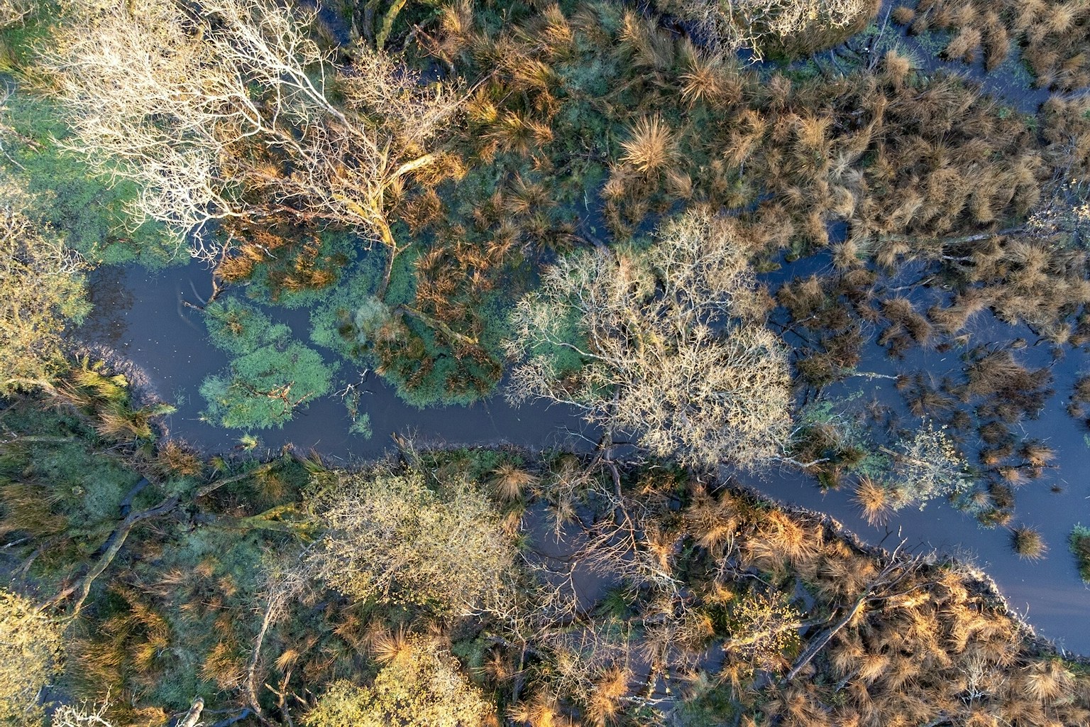 A beaver created wetland in West Devon