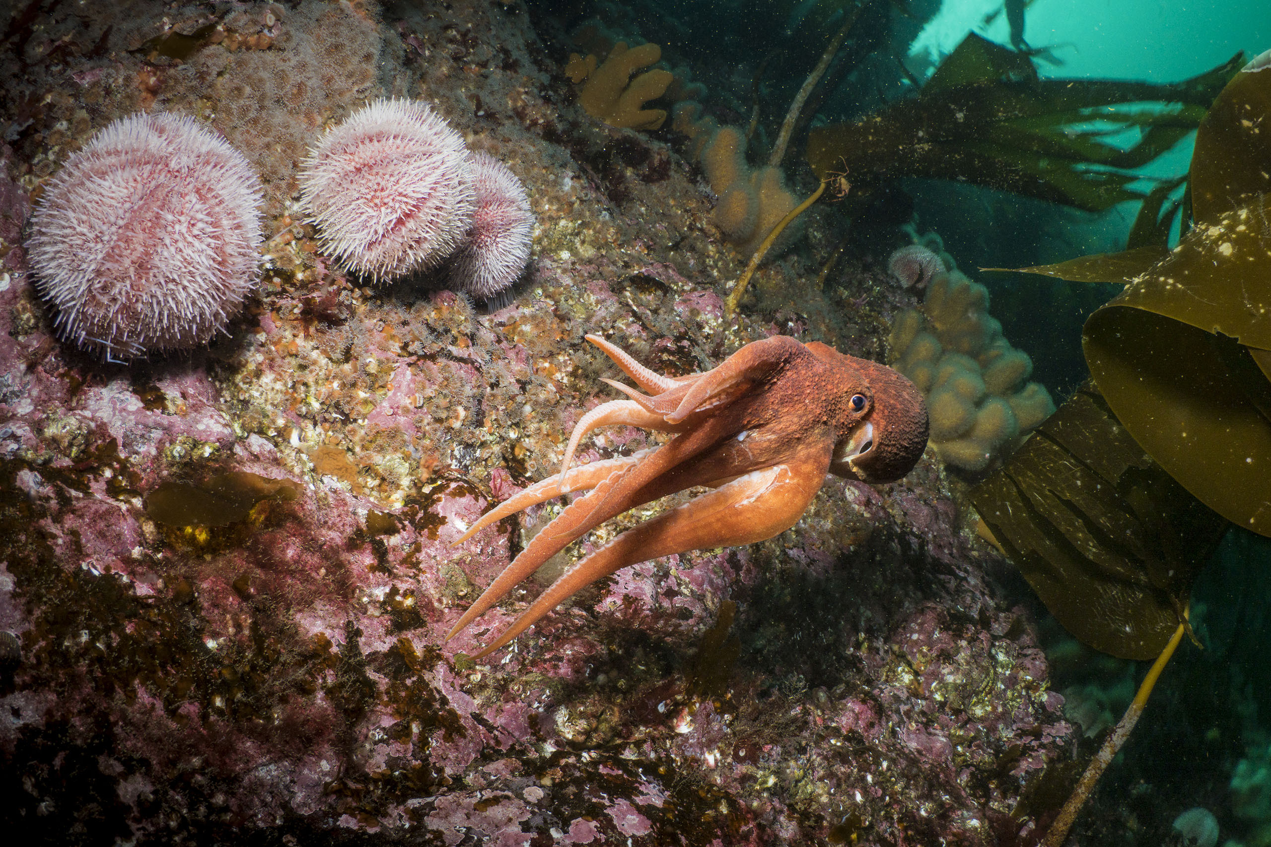 Curled octopus and marine life