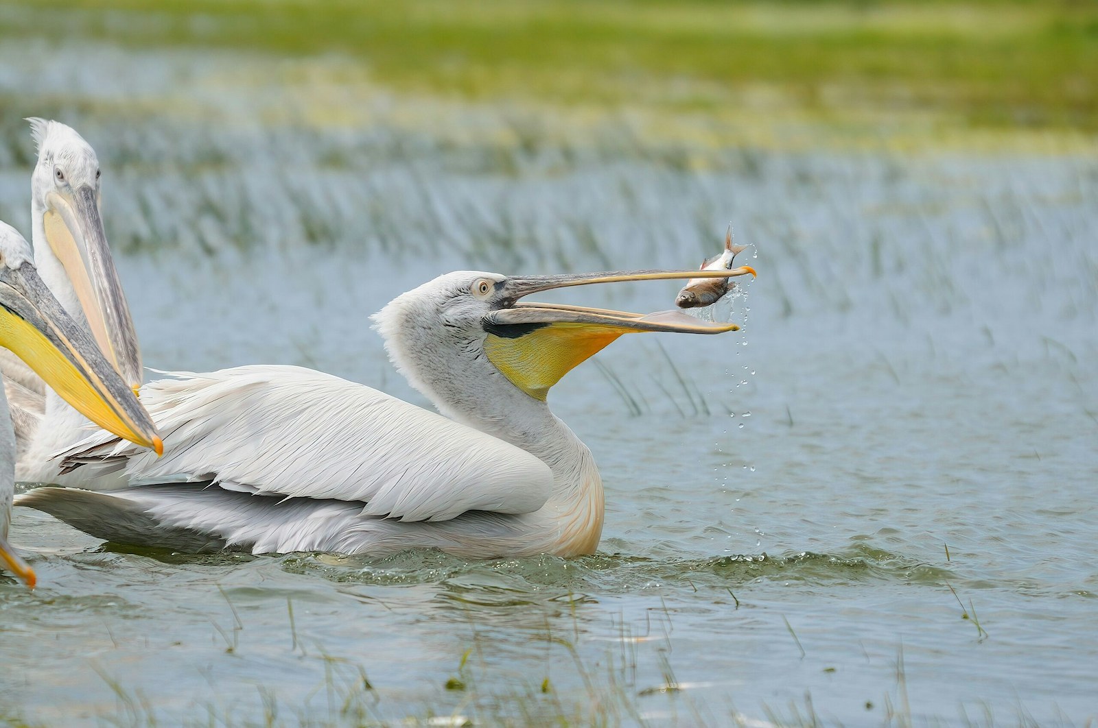 Dalmatian pelicans fishing in a lake.