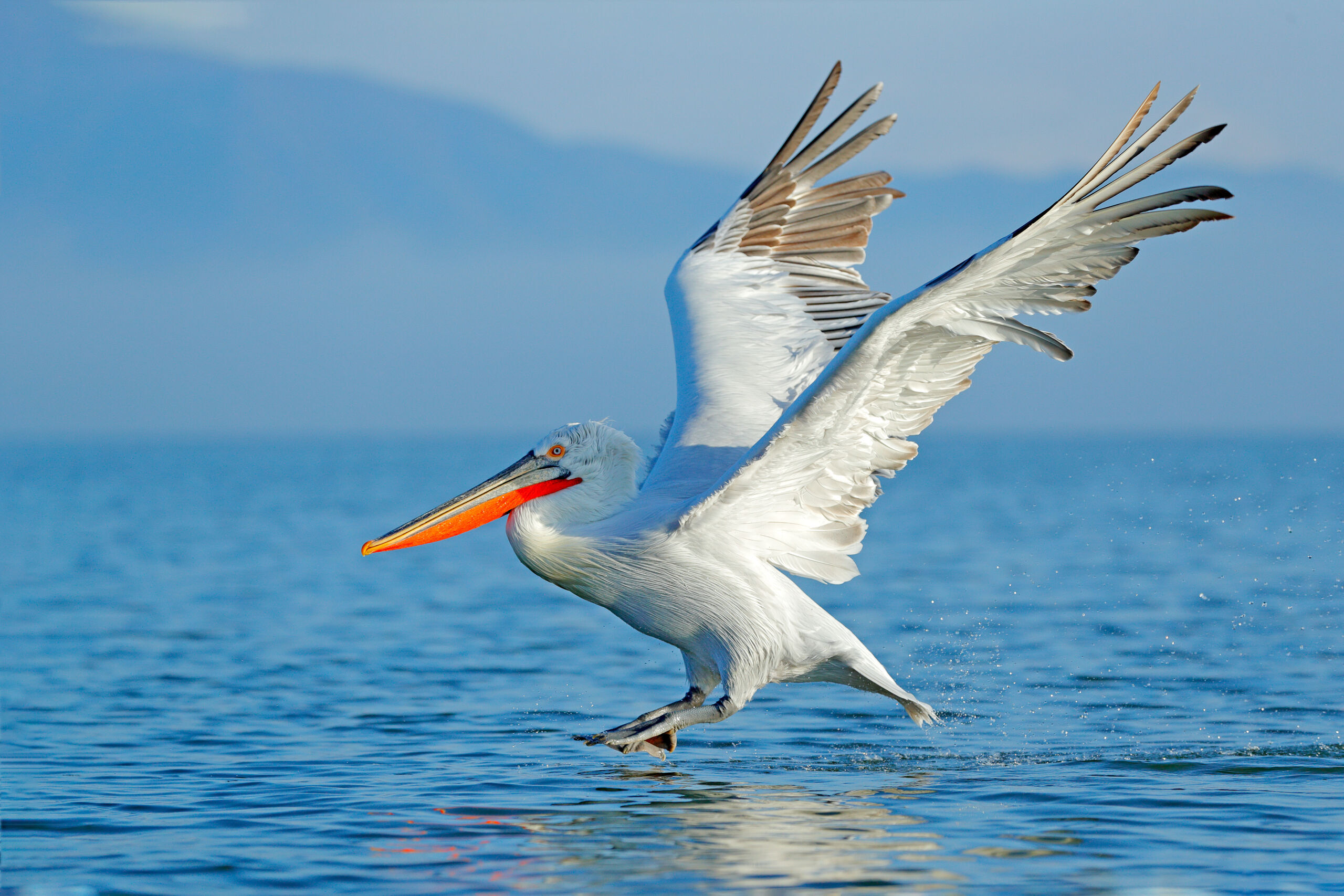 Dalmatian pelican landing in Lake Kerkini, Greece.