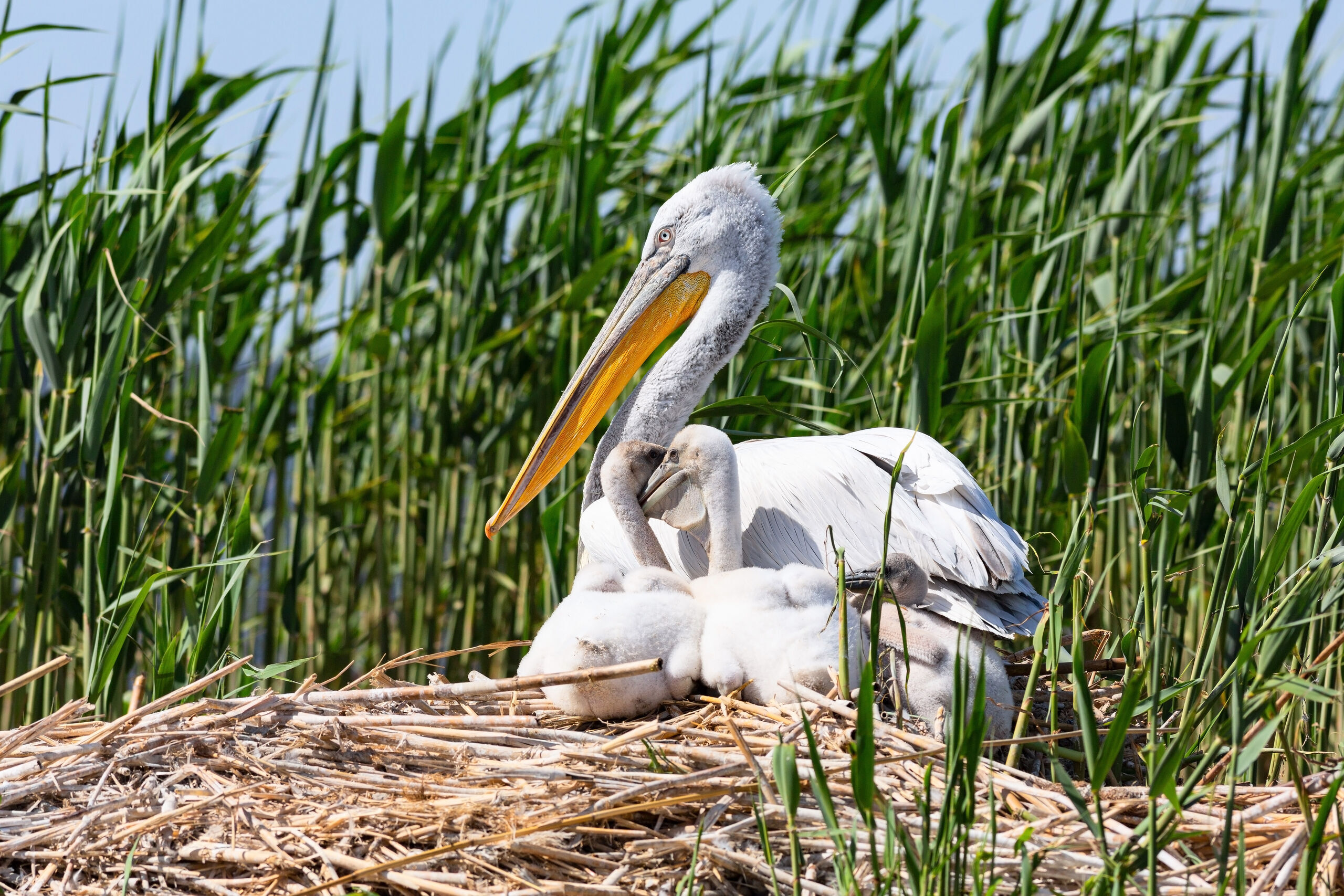 Dalmatian pelican and its chicks nesting in the reeds.