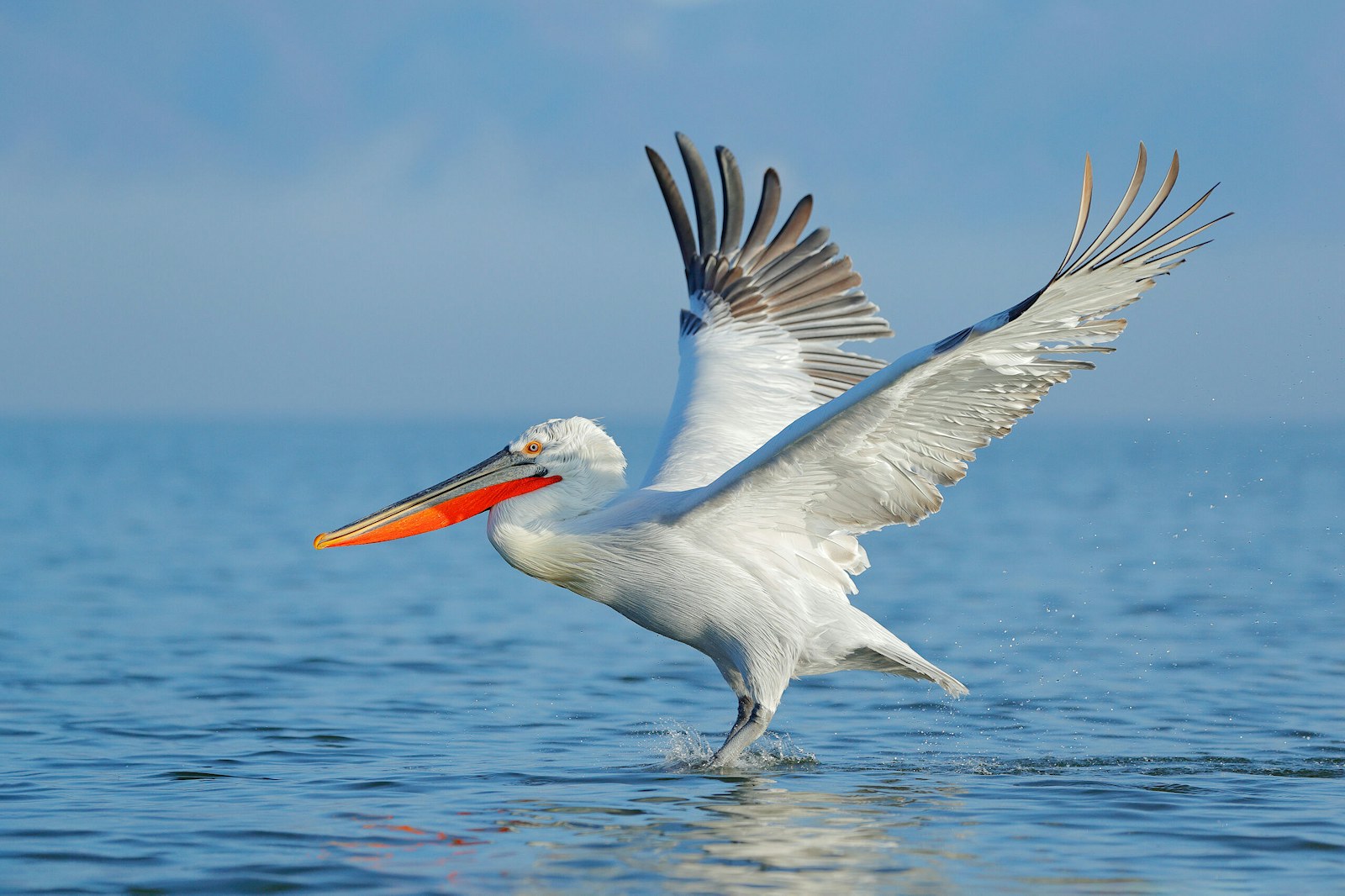 Dalmatian pelican landing in Lake Kerkini, Greece