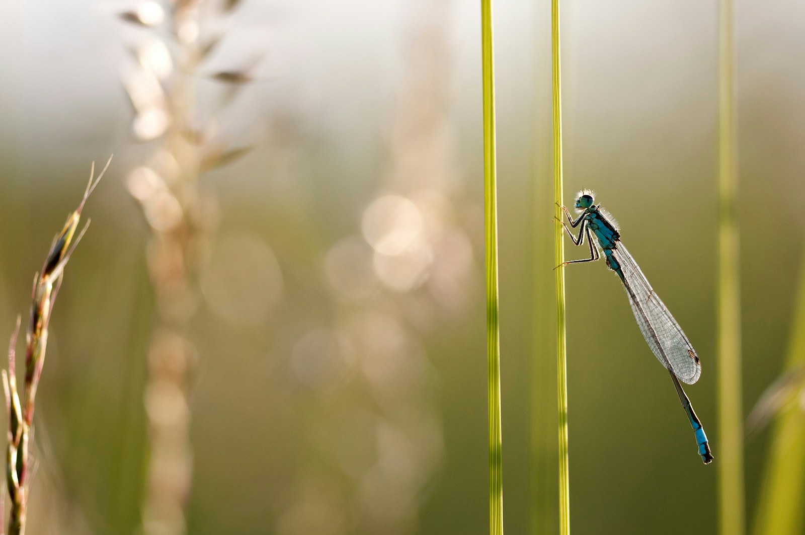 Damselfly wetland