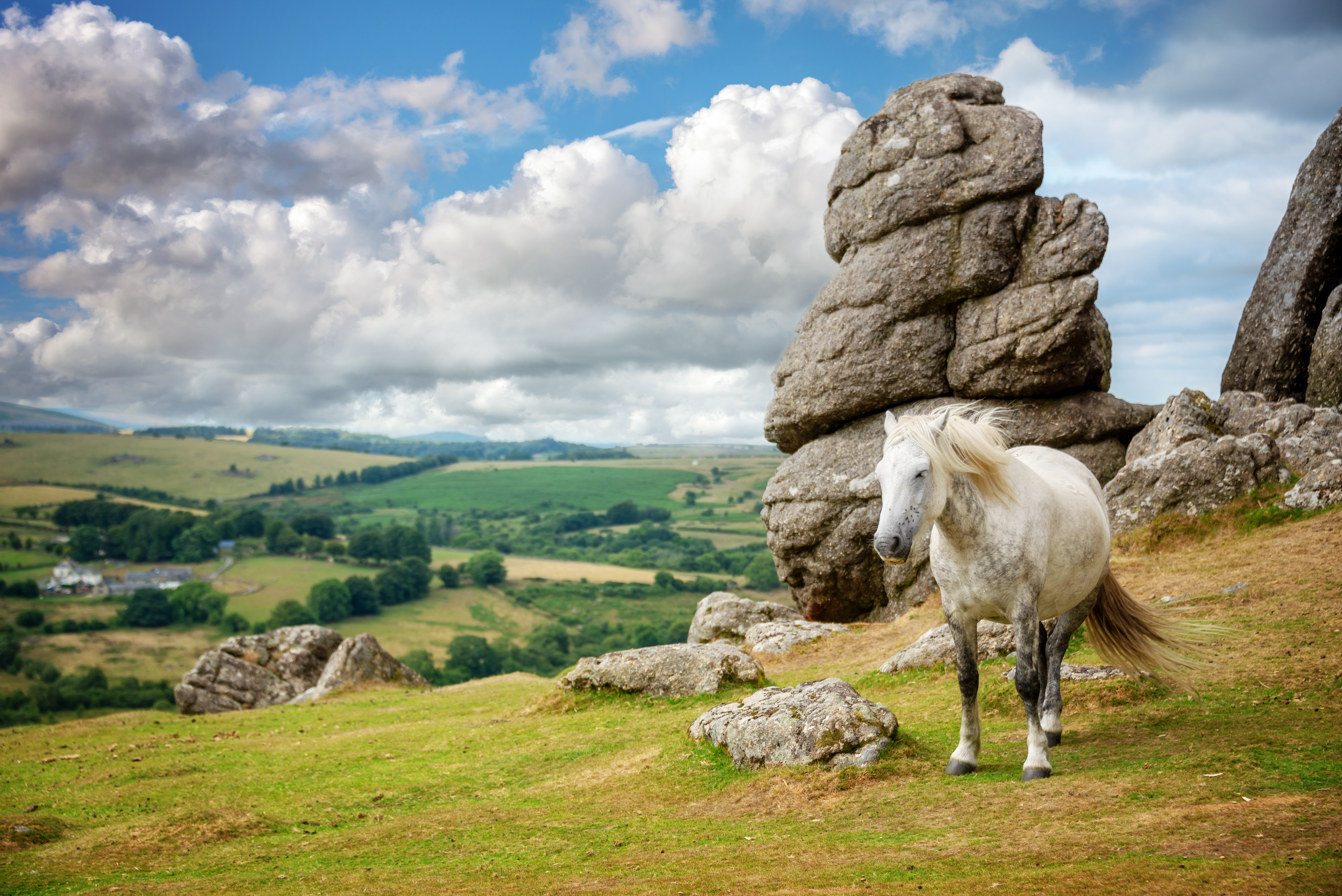 A pony next to a rocky tor on Dartmoor