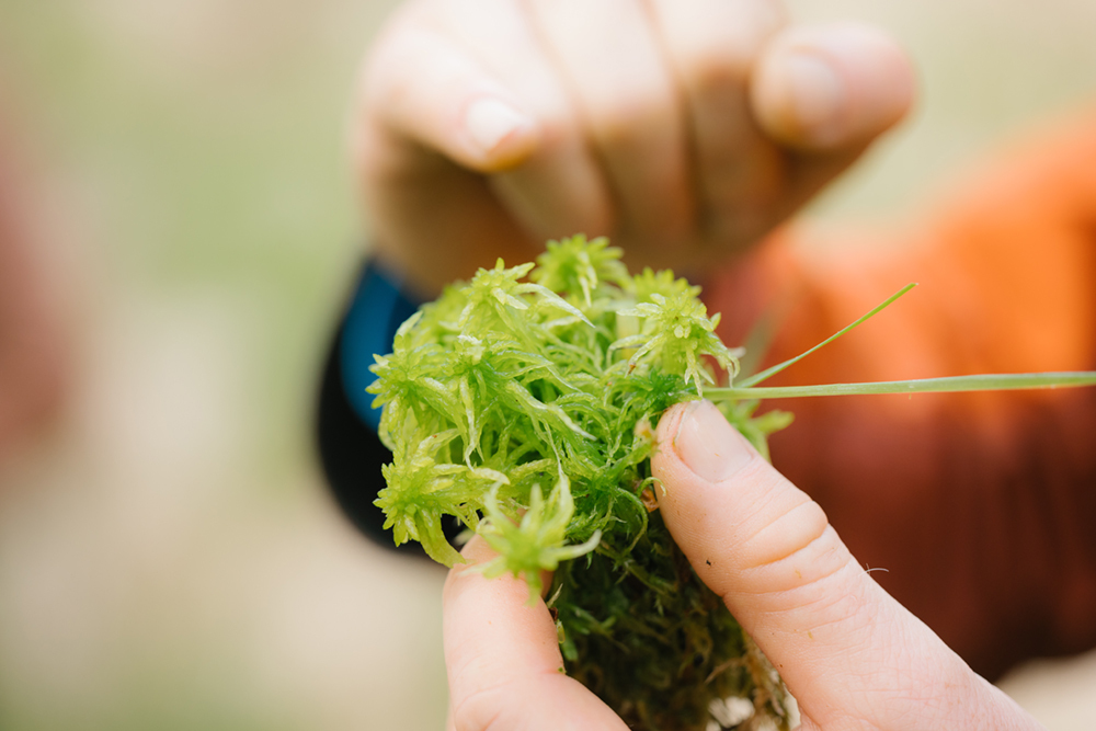 person holding sphagnum moss