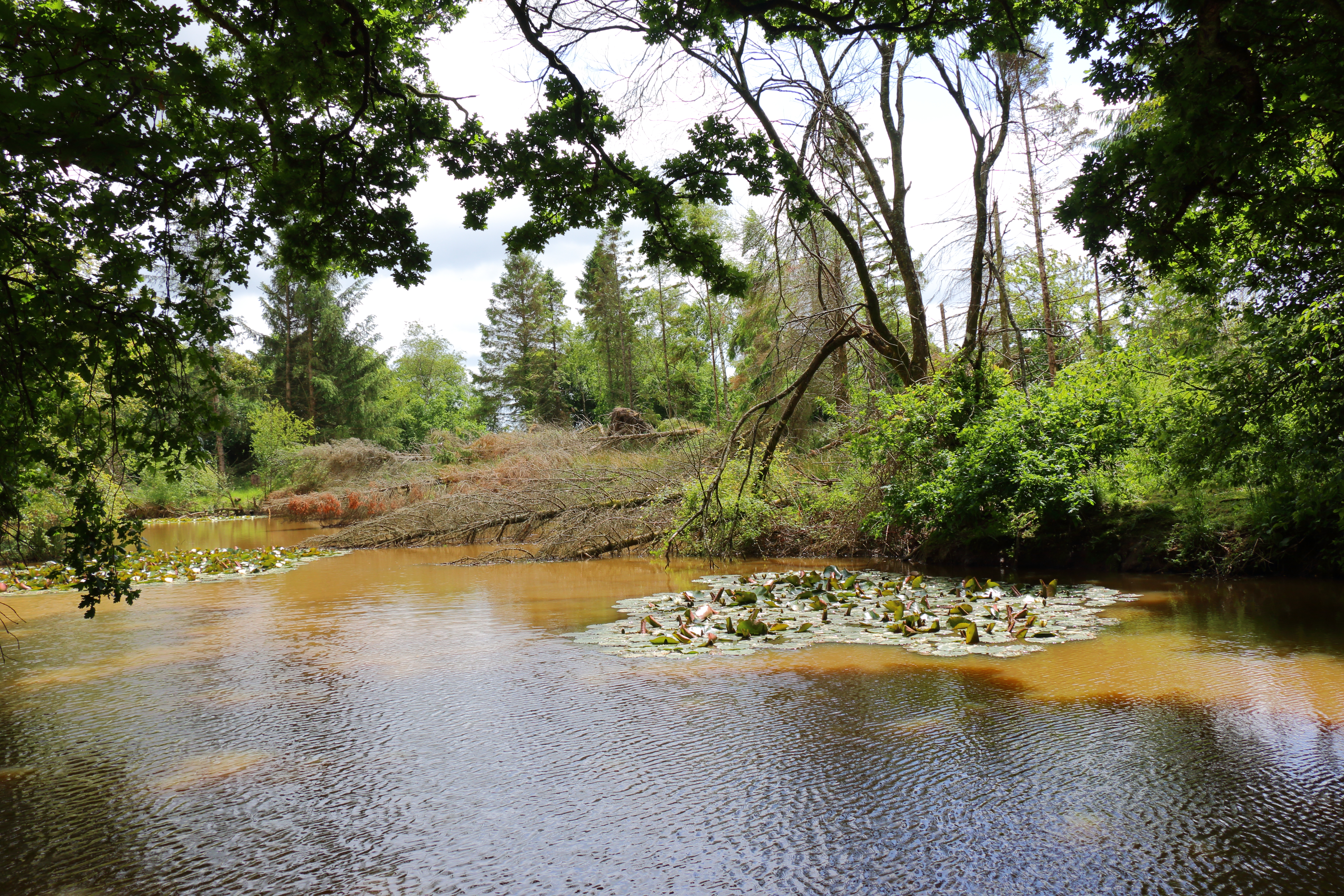 Dayshul brake pond rewilding