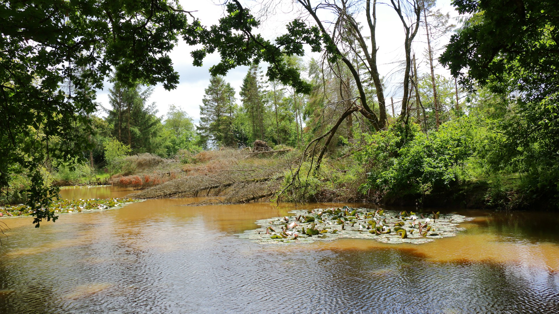 Dayshul brake pond rewilding