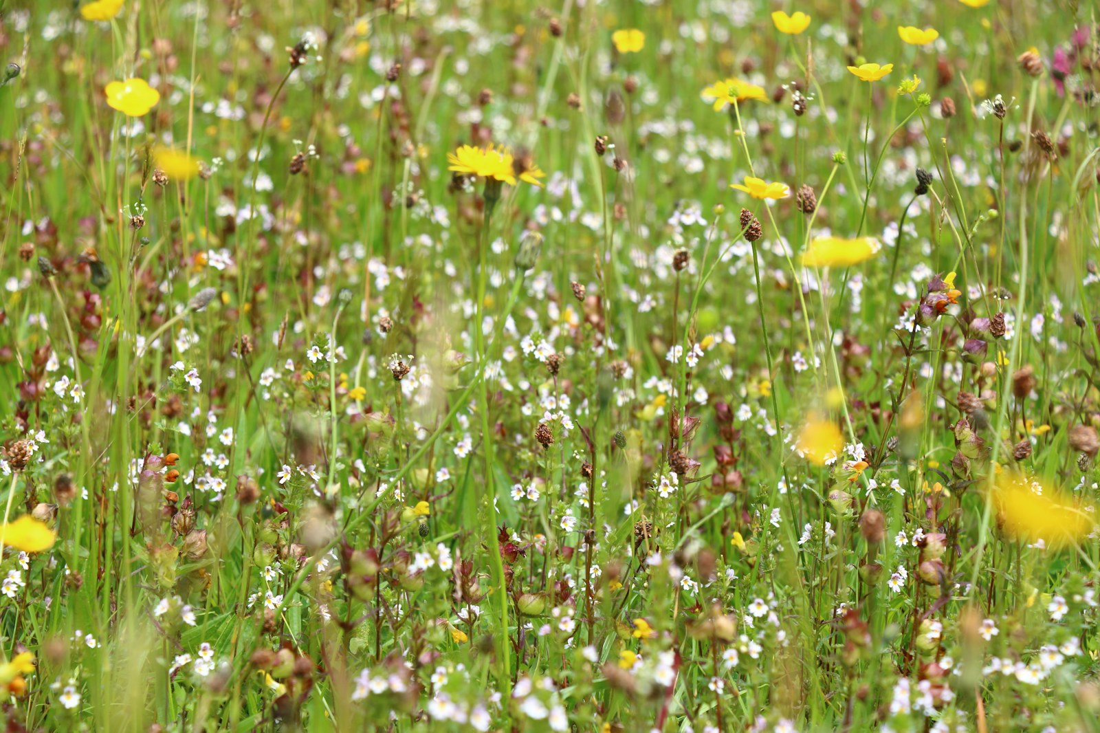 Dayshul brake rewilding wildflowers