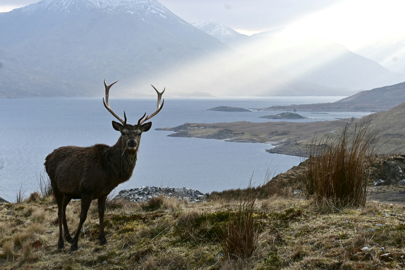 Deer at Glen Quoich, Scotland