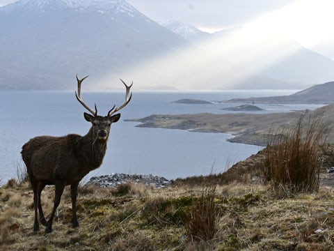 Deer at Glen Quoich, Scotland