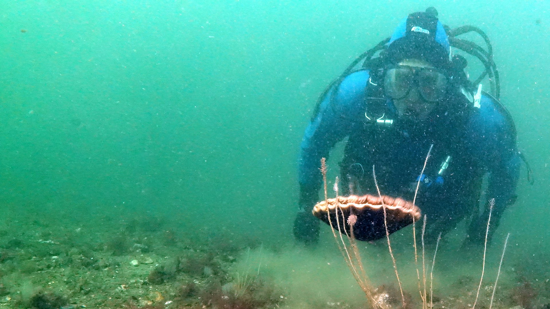 Diver and scallop