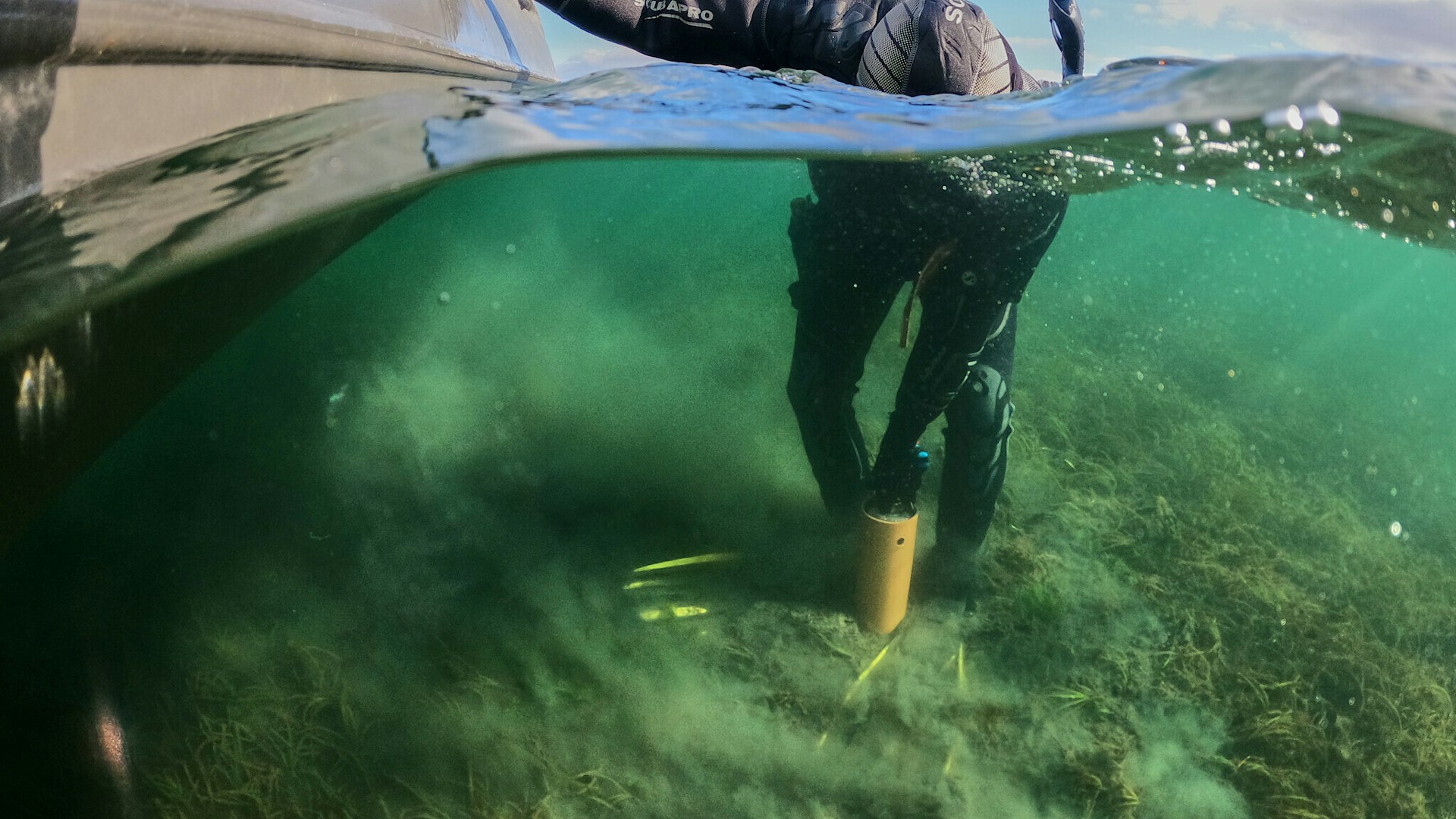 Scientific diver collecting benthic core samples in a seagrass bed