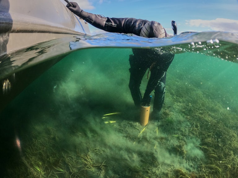 Scientific diver collecting benthic core samples in a seagrass bed