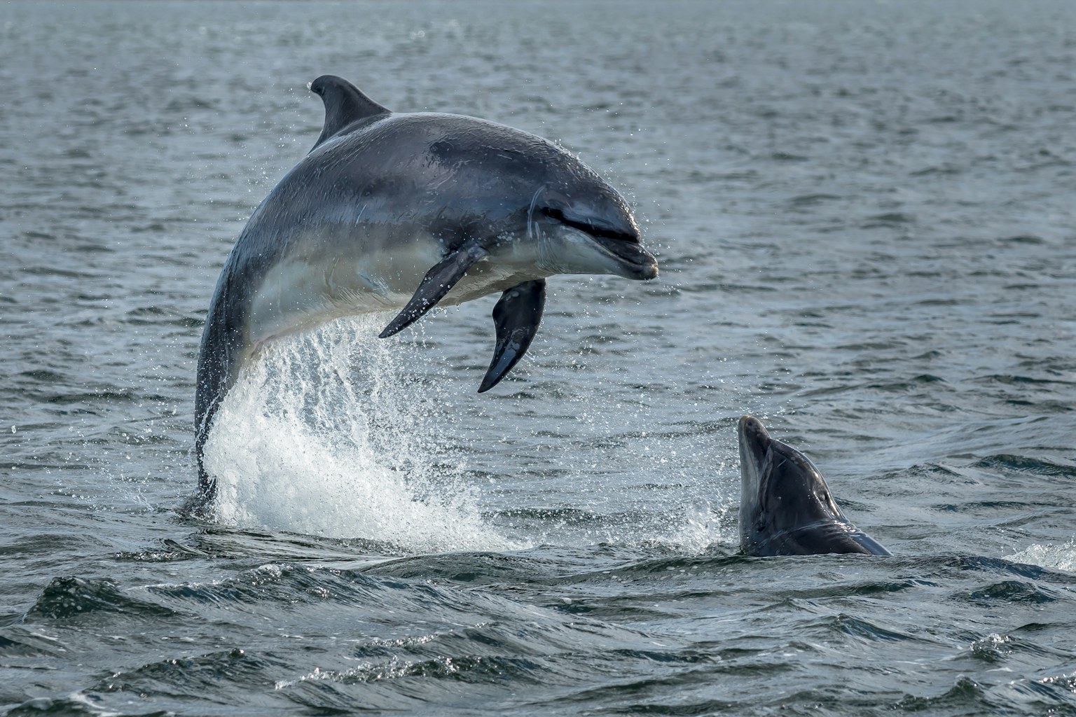 Dolphins leaping out of the ocean in the Moray Firth, near Inverness, Scotland