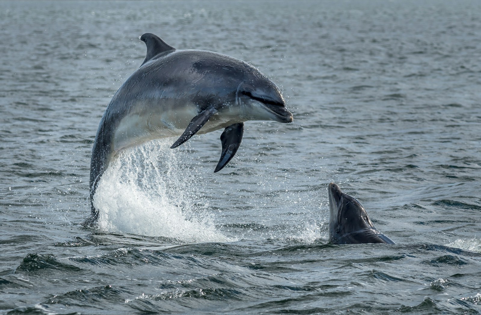 Dolphins leaping out of the ocean in the Moray Firth, near Inverness, Scotland