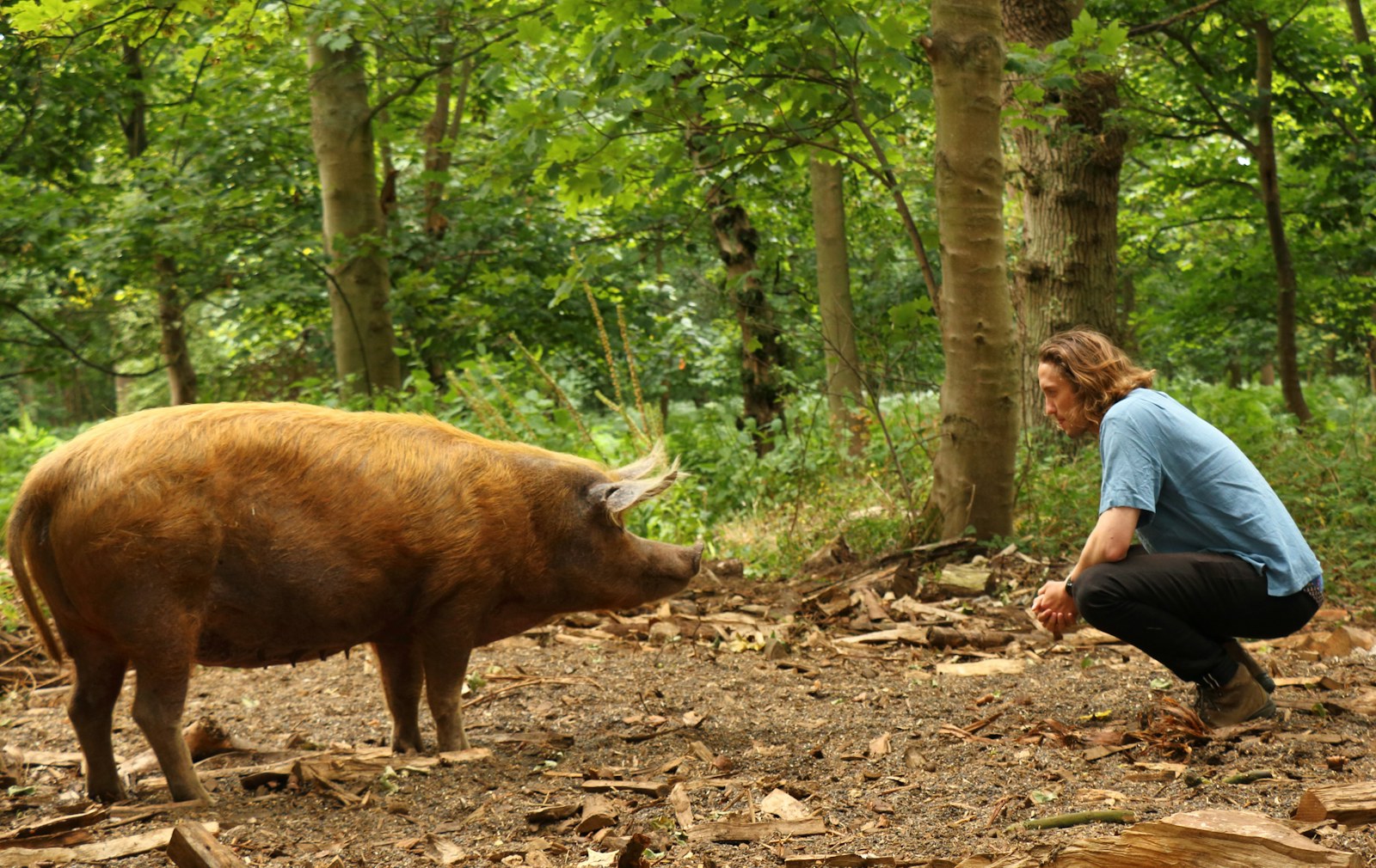 Dominic Buscall crouches facing Tamworth pig