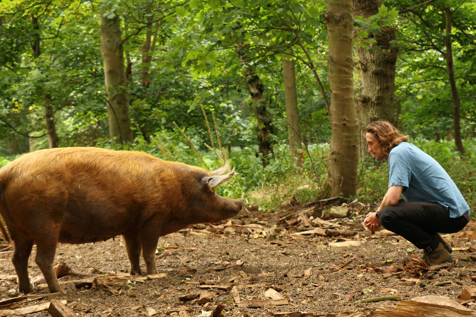 Dominic Buscall crouches facing Tamworth pig