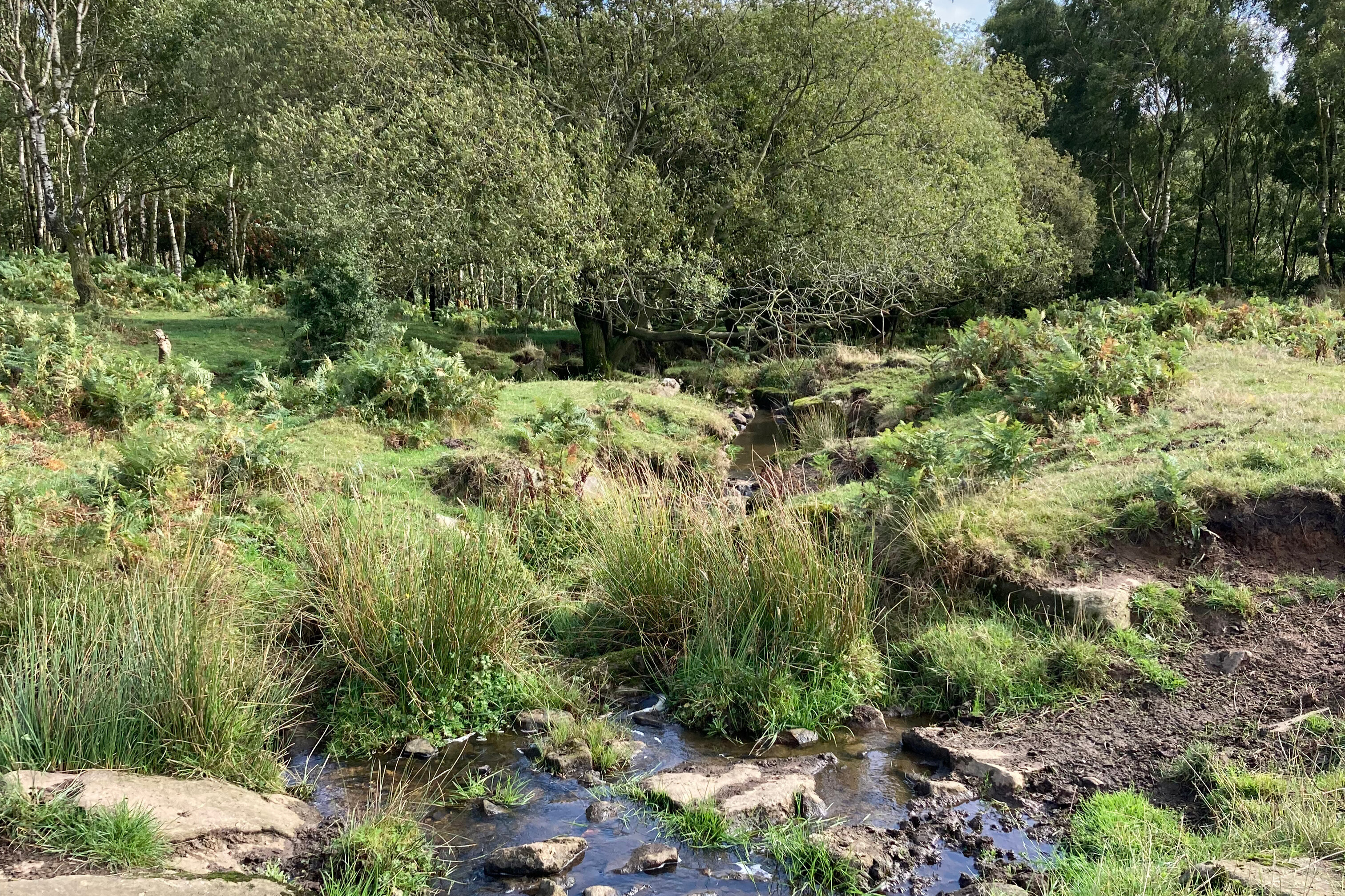 Photo of a stream with lush green trees in the background.