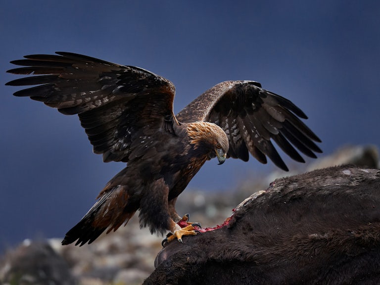 Eagle with cow calf