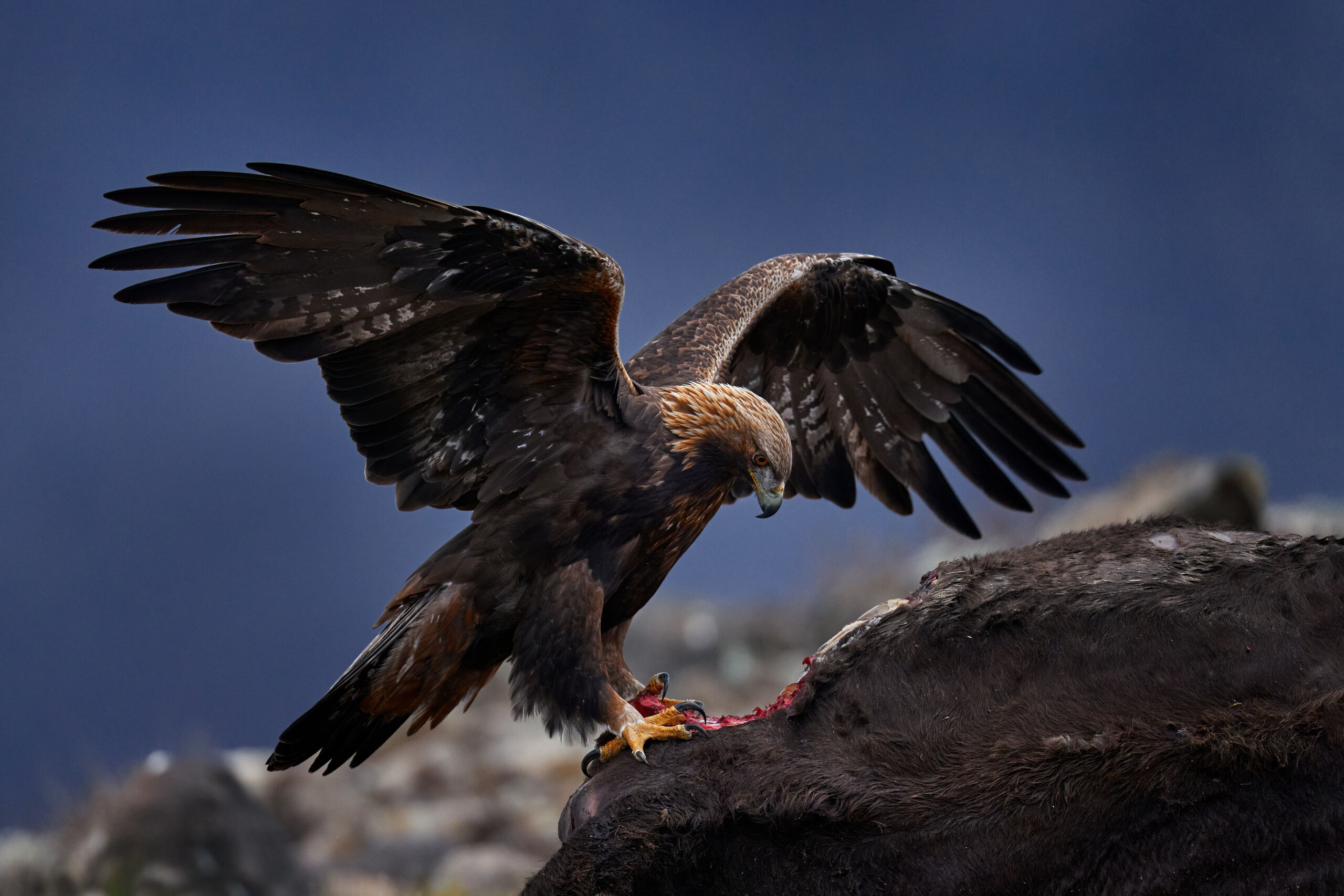 Eagle with cow calf carcass, Rhodopes mountains, Bulgaria.