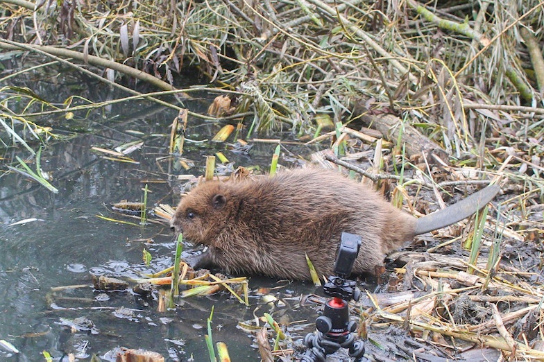 Ealing beaver release