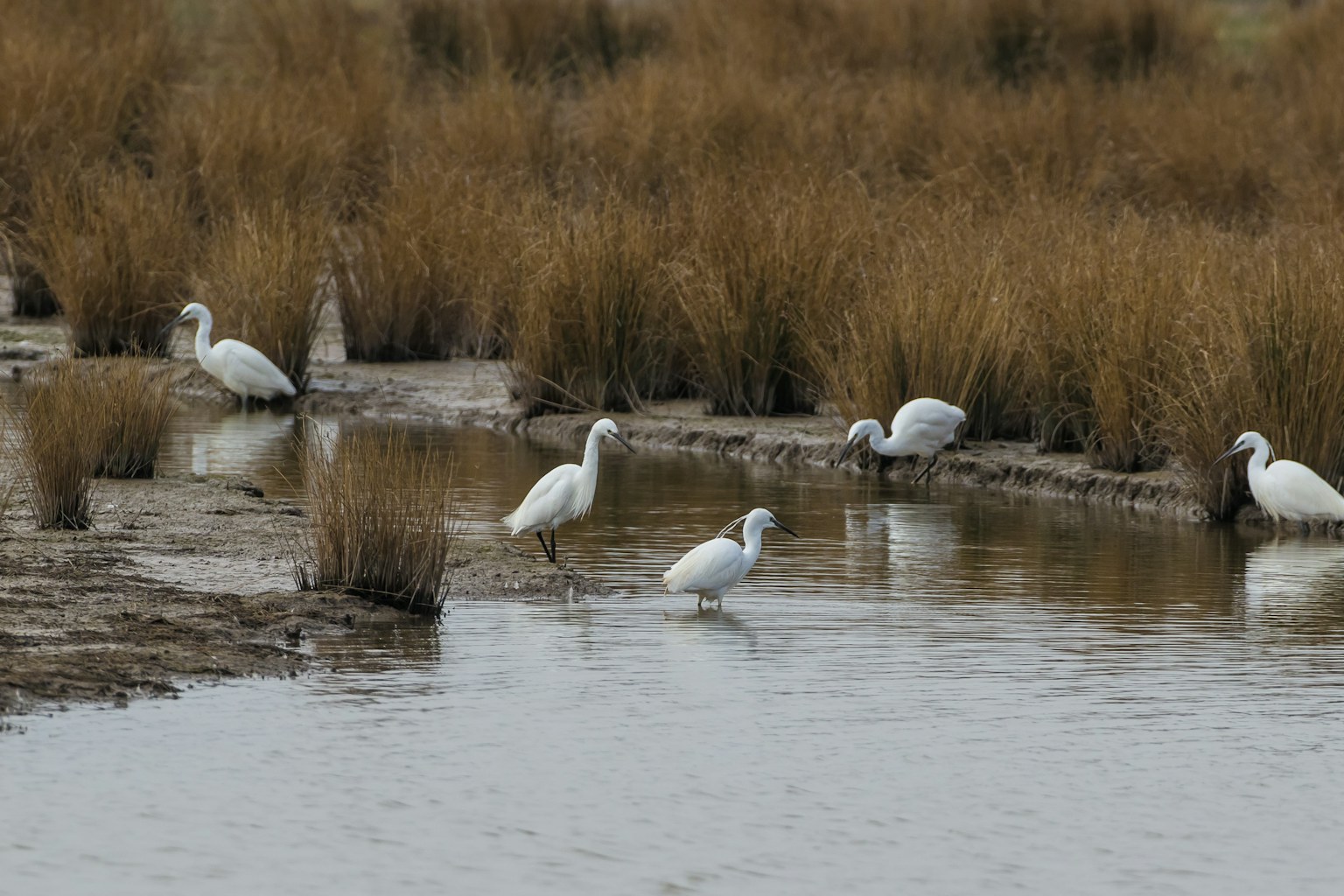 Egret steart marshes