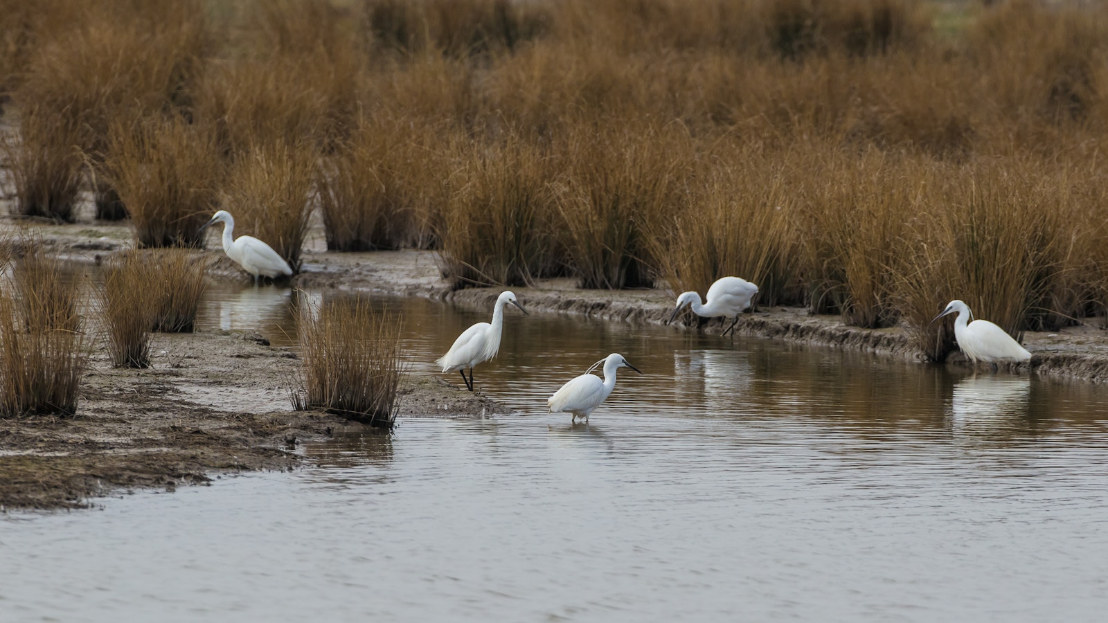 Egret steart marshes