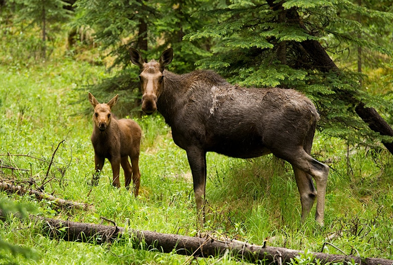 European elk with calf