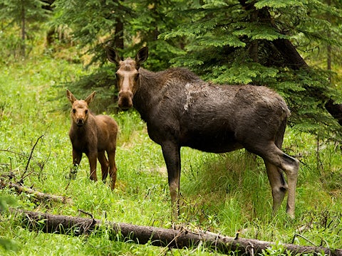 European elk with calf