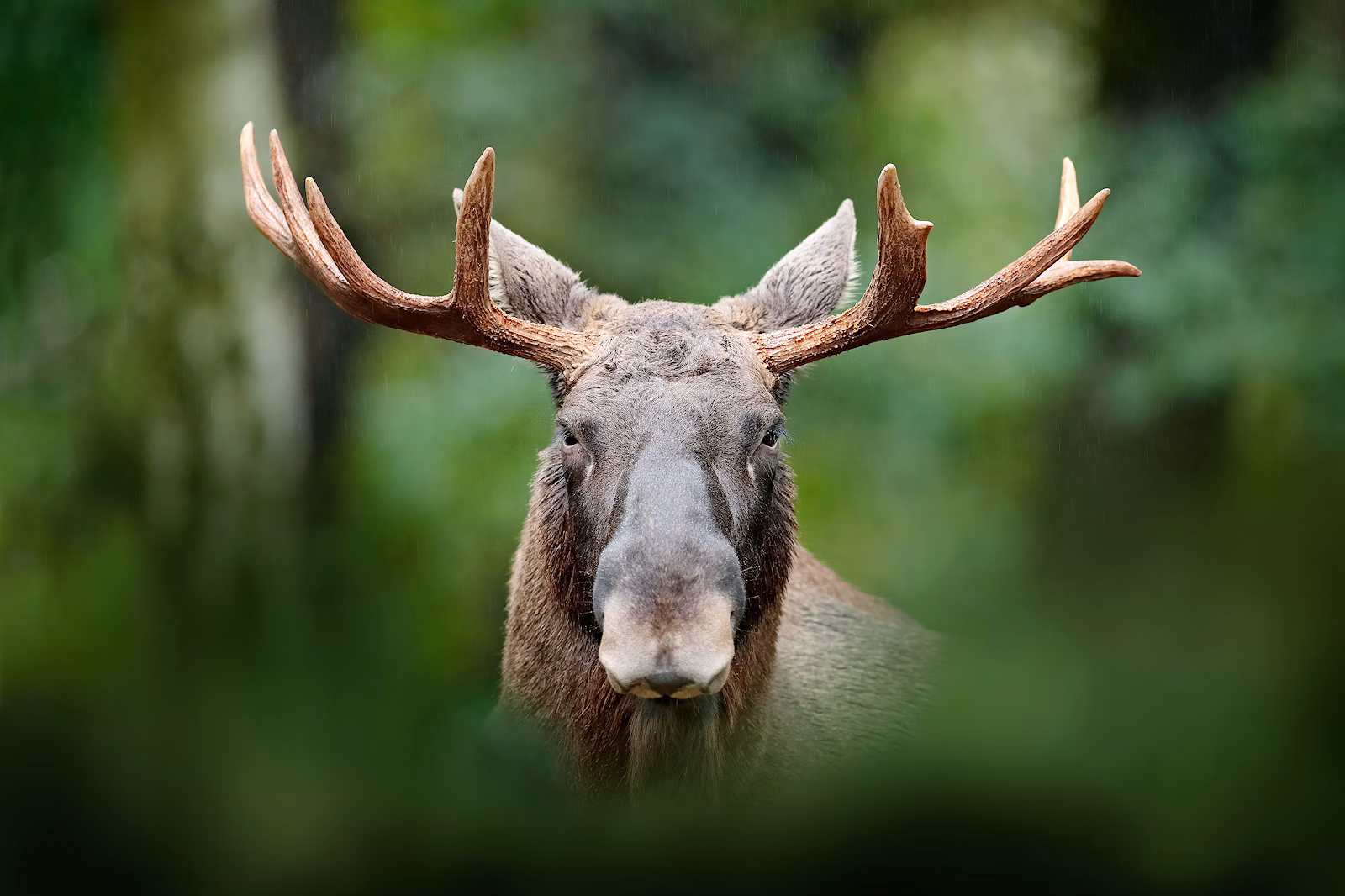 Elk