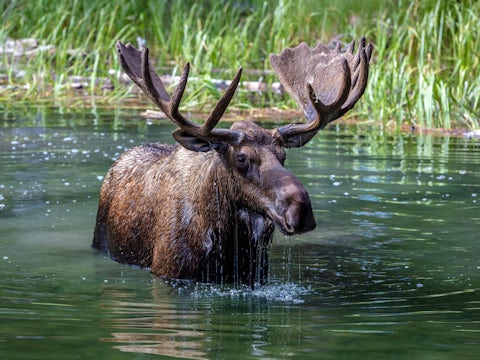 Elk