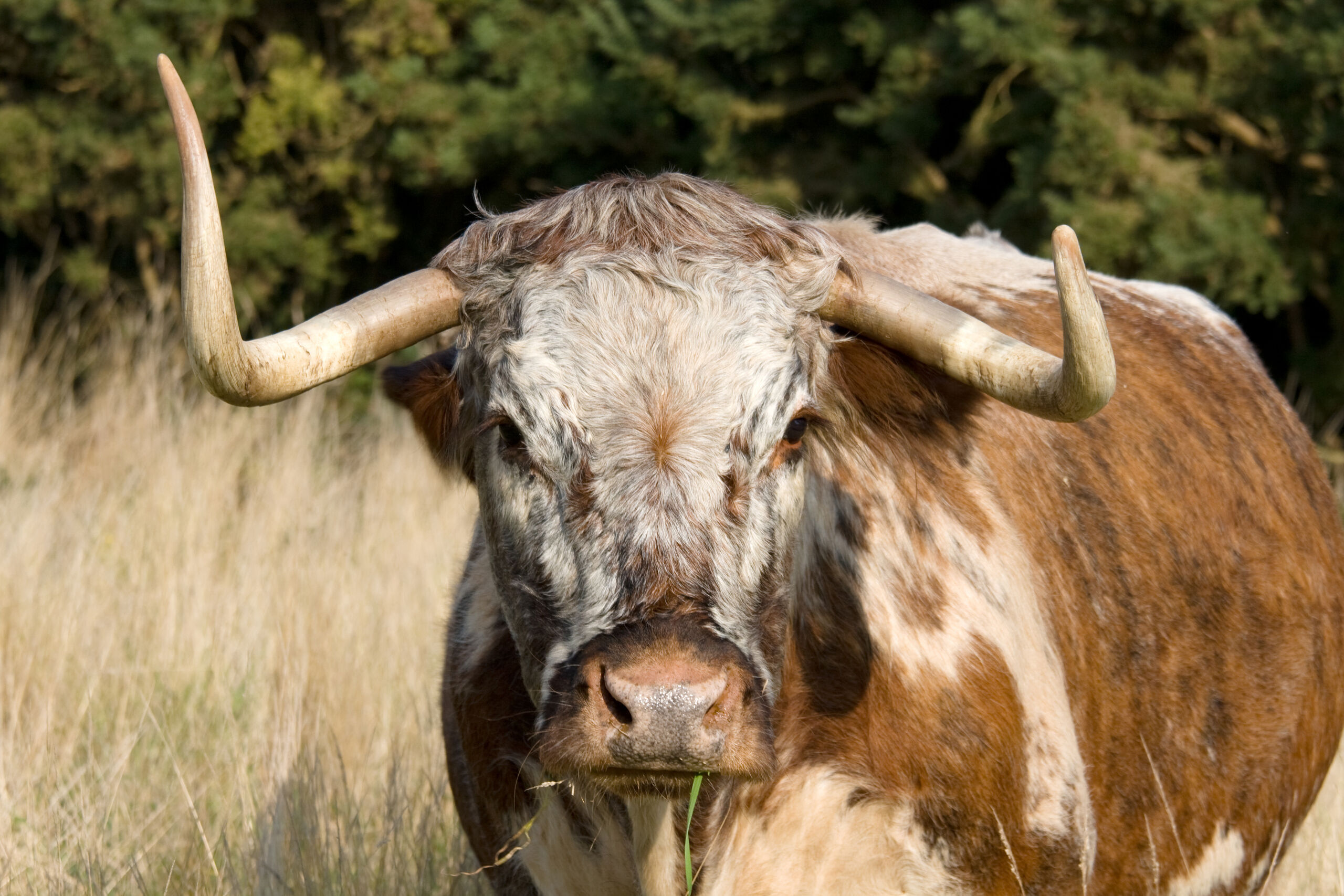 Close-up of an English longhorn cow in grassland.