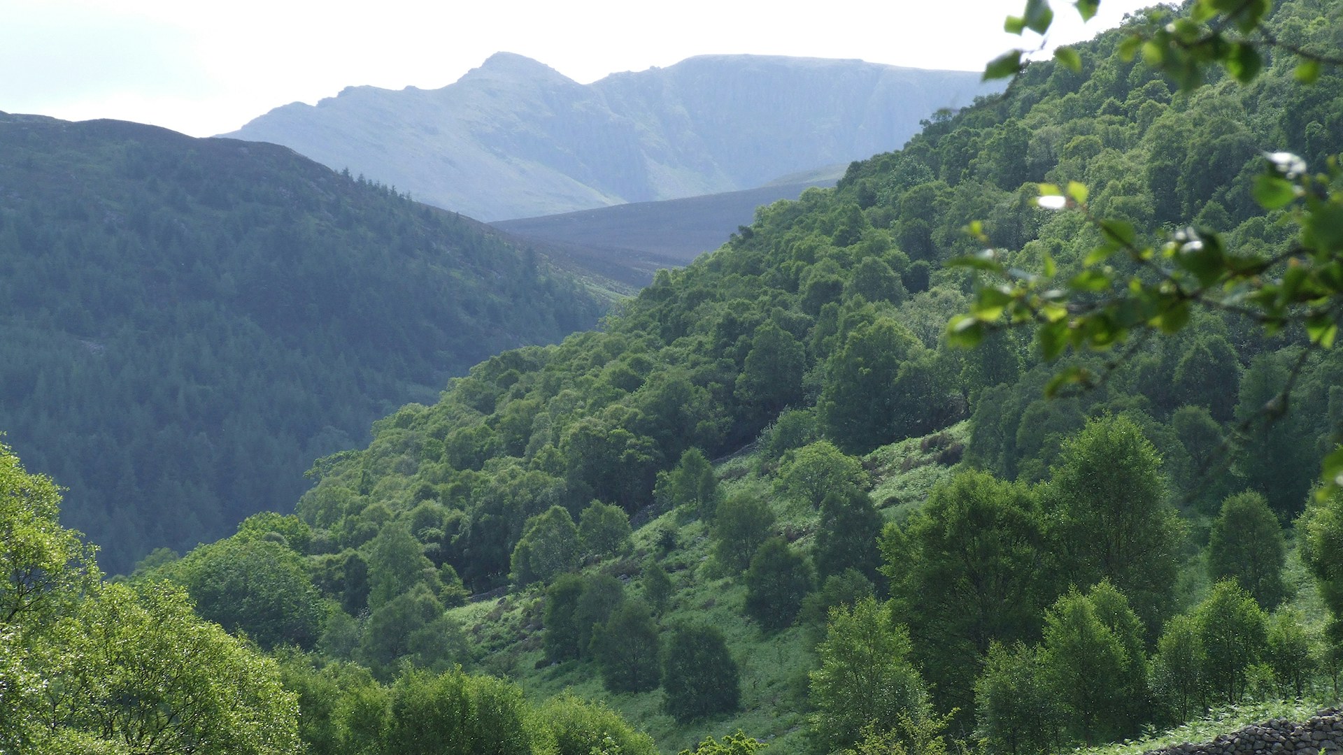 Ennerdale natural tree regeneration