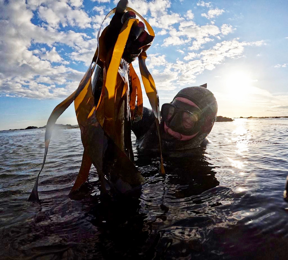 Freediver Eric Smith emerging from the water holding kelp