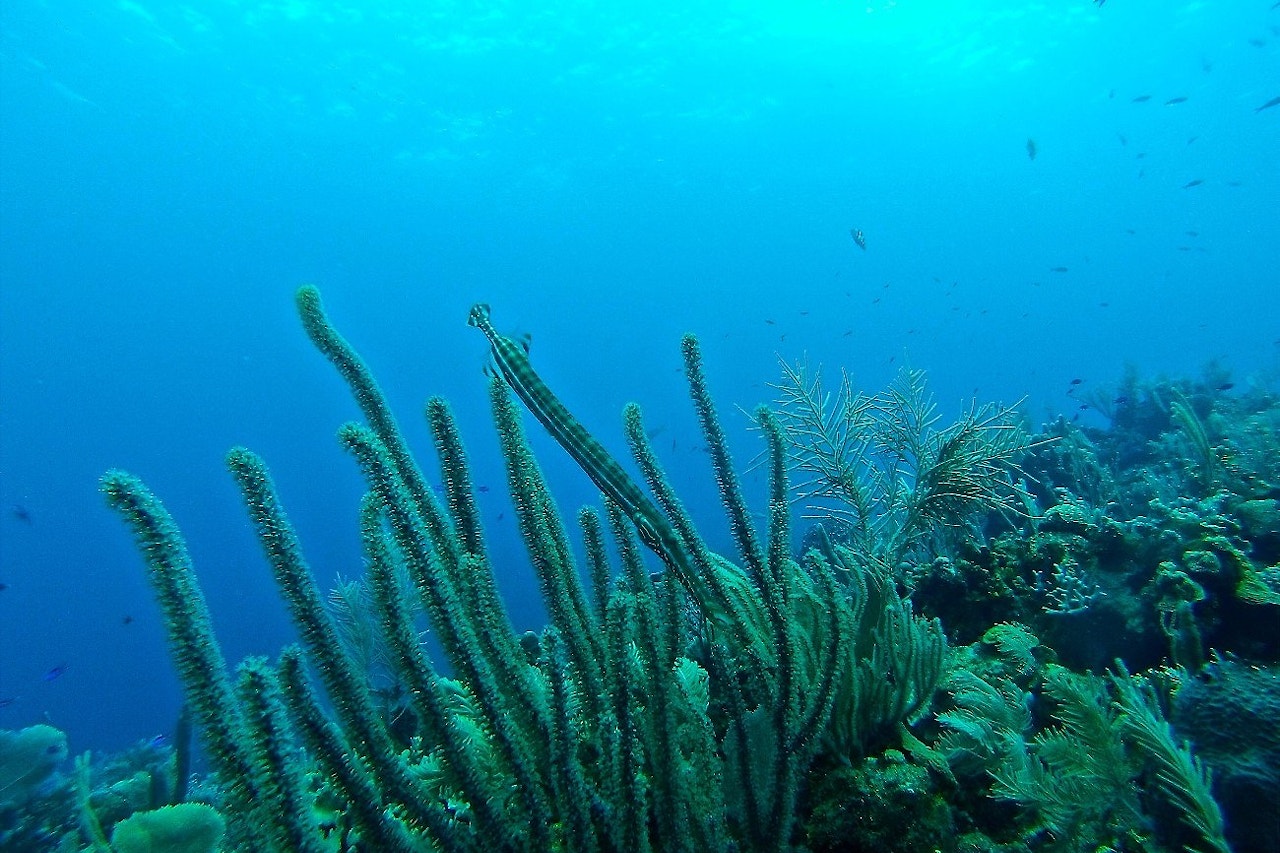 Under water plants