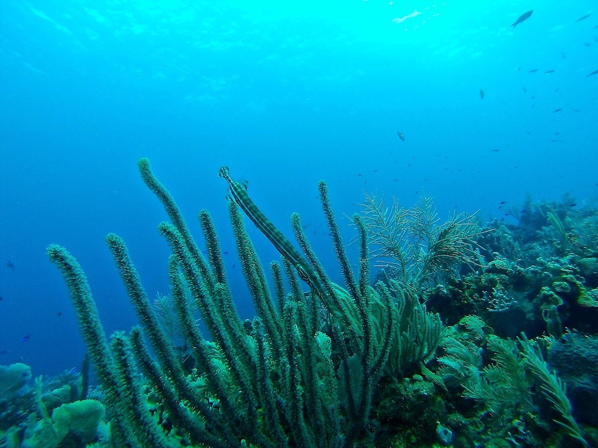 Under water plants