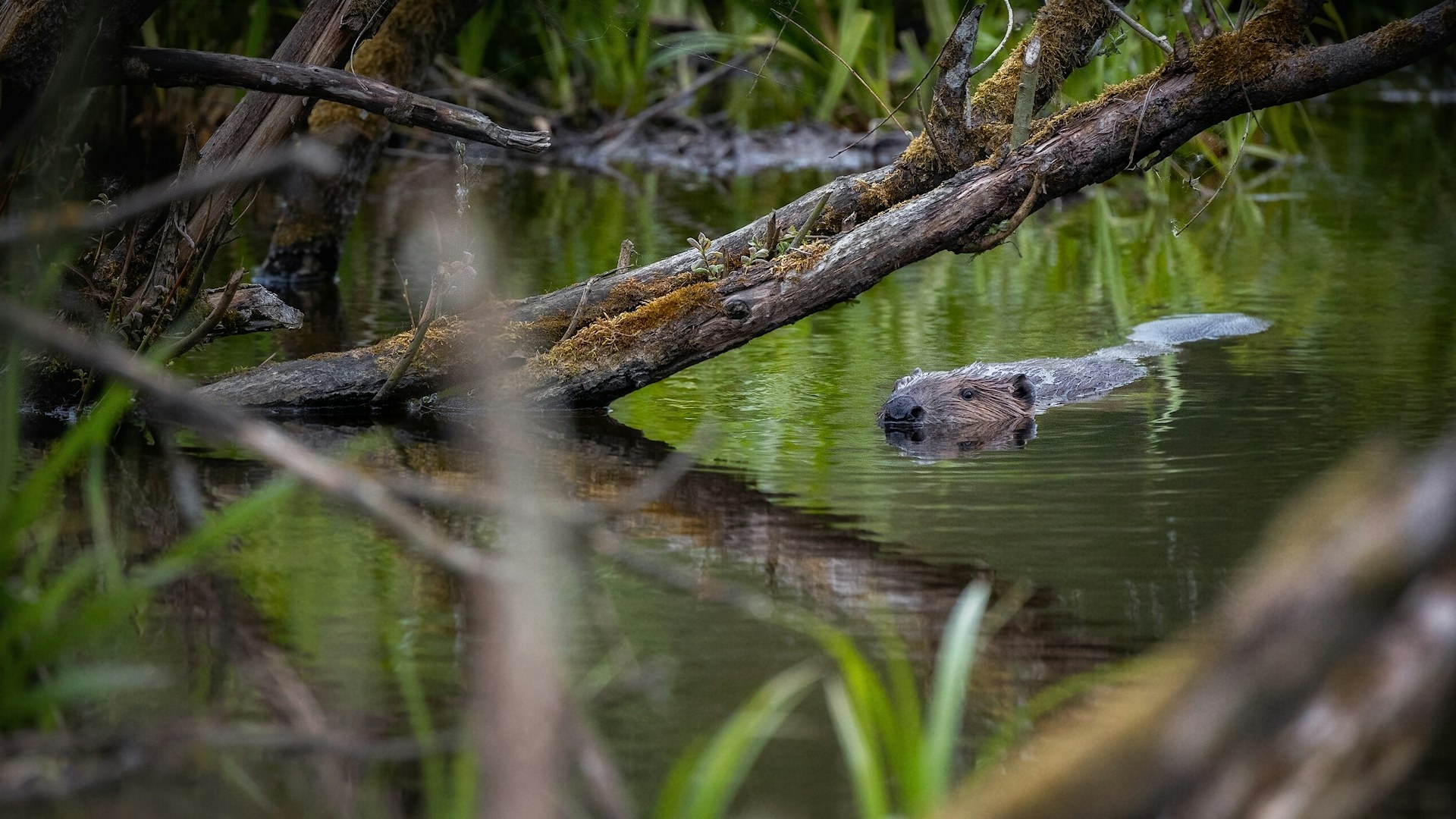 Eurasian beaver swimming